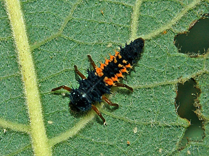 Una larva nera ed arancione: Harmonia axyridis